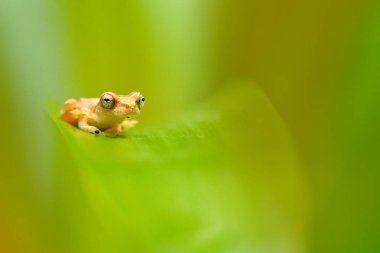 Dendropsophus microcephalus, küçük başlı ağaç kurbağası yeşil oturan doğa orman yaşam alanı, Kosta Rika bırakır. Orta Amerika'dan nadir hayvan.
