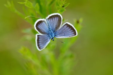 Yeşil yapraklarda böcek doğa ortamlarında oturan mavi, Plebejus argus, vahşi güzel kelebek gümüş çivili çayırda bahar. Avrupa yaban hayatı, Çek Cumhuriyeti.
