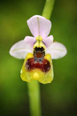 Ophrys tenthredinifera, Sawfly orkide, çiçekli Avrupa karasal vahşi orkide, doğa yaşam alanı. Çiçek, bahar sahne güzel detay.