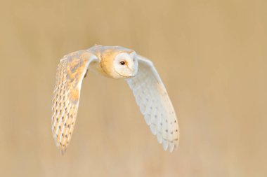 Peçeli baykuş, Tyto alba, Uçuş sabah in rime beyaz'ı çim yukarıda. Vahşi hayat, doğa kuşu sahne. Soğuk sabah gündoğumu, habitat içinde hayvan. Baykuş sinek açık kanatlı. 