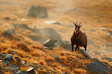 Chamois, Rupicapra rupicapra, sonbahar çimleri ile kayalık tepe, dağ Gran Paradiso, İtalya için. Doğada yabani hayvanlar ve bitkiler sahne. Boynuz Habitat hayvanla.