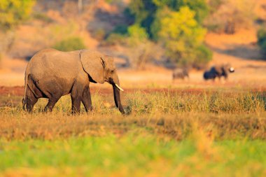 Fil çim. Doğadan yaban hayatı sahne. Büyük hayvanlar ile göl. Büyük nehir, Chobe Ulusal Parkı, Botsvana, Afrika çimen suyunun. 