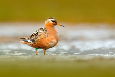 Gri Phalarope, Phalaropus fulicarius, turuncu ve kahverengi su kuşu çim doğa yaşam alanı, Longyaerbyen, Svalbard, Norveç'te. Yaban hayatı sahne doğadan.