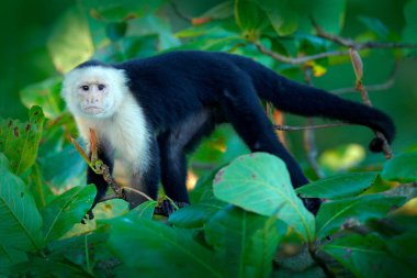 Tropic doğa. Ak başlı Capuchin, ağaç dalı karanlık tropikal ormanda oturan siyah maymun. Kosta Rika yaban hayatı. Orta Amerika'da seyahat tatil. 