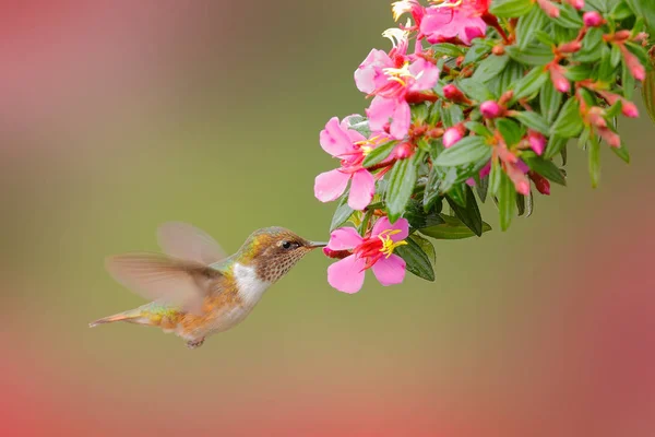 Sopka Hummingbird Zvíře Přírodní Stanoviště Horský Tropický Les Volně Žijící — Stock fotografie