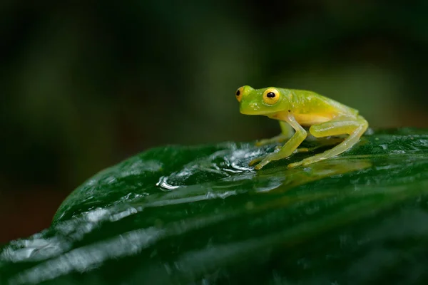 Fleschmanns Glass Frog Habitat Natureza Animal Com Grandes Olhos Amarelos — Fotografia de Stock