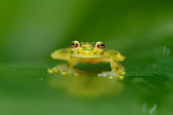 Raticulated Glass Frog Hyalinobatrachium Valerioi Nature Habitat Frog Costa Rica — Stock Photo, Image