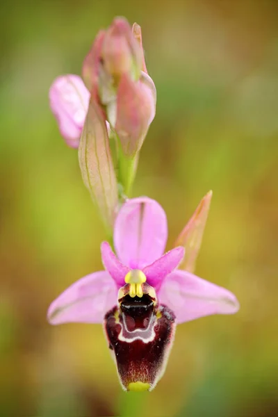 Bertolonii Ophrys Орхідеї Гаргано Італії Гаргано Італії Цвітіння Європейських Диких — стокове фото