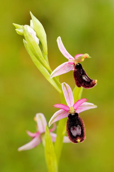 Bertolonii Ophrys Орхідеї Гаргано Італії Цвітіння Європейських Диких Наземних Орхідей — стокове фото