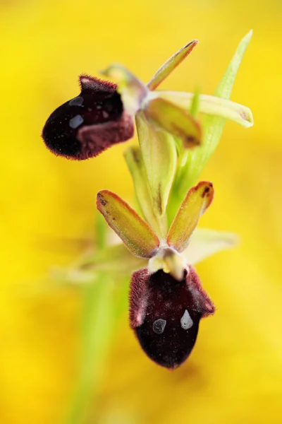 Gargano Italie Floraison Orchidée Sauvage Terrestre Européenne Habitat Naturel Beau — Photo