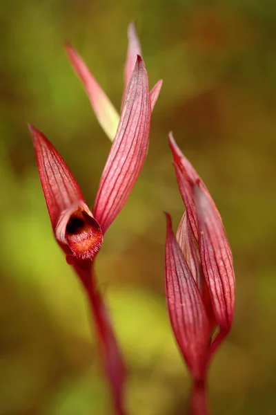 Apulica Serapias Apulijski Język Orchidgargano Włoszech Kwitnienia Europejskiej Lądowych Dzikich — Zdjęcie stockowe