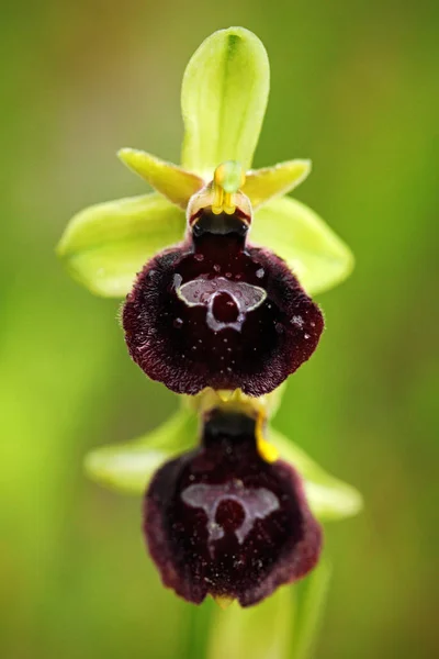 Ophrys Tenthredinifera Sawfly Orchid Ophrys Incubacea Dark Ophrys Gargano Italy — Stock Photo, Image