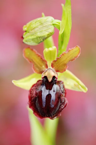 Ophrys Garganica Orchidea Del Gargano Gargano Italia Fioritura Orchidea Selvatica — Foto Stock