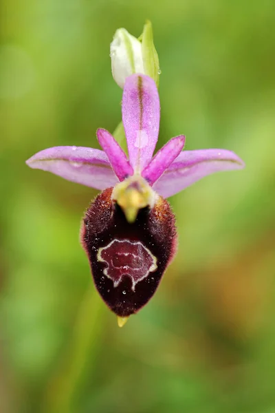 Ophrys Bertolonii Orchid Gargano Italy Flowering European Terrestrial Wild Orchid — Stock Photo, Image