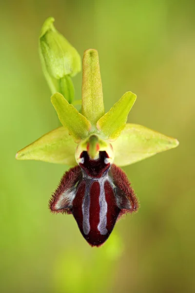 Ophrys Incubacea Ciemne Ophrys Gargano Włoszech Kwitnienia Europejskiej Lądowych Dzikich — Zdjęcie stockowe