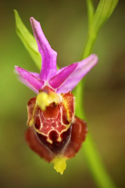 Ophrys Apulica Pouilles Ophrys Gargano Italie Floraison Orchidée Sauvage Terrestre — Photo