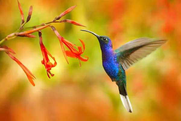 Wildlife Costa Rica Duży Niebieski Koliber Latający Violet Campylopterus Obok — Zdjęcie stockowe