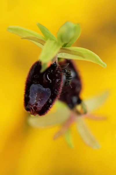 Ophrys Bertolonii Orchid Fromgargano Italien Blommande Europeiska Terrestra Wild Orchid — Stockfoto