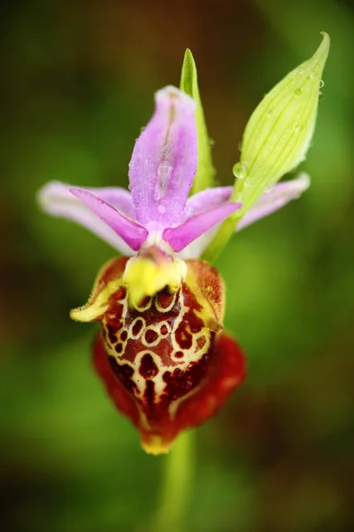 Serapias Apulica Apulie Jazykem Orchidej Gargano Itálii Kvetoucí Evropské Suchozemské — Stock fotografie