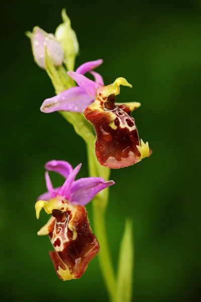 Ophrys Apulica Pouilles Ophrys Gargano Italie Floraison Orchidée Sauvage Terrestre — Photo