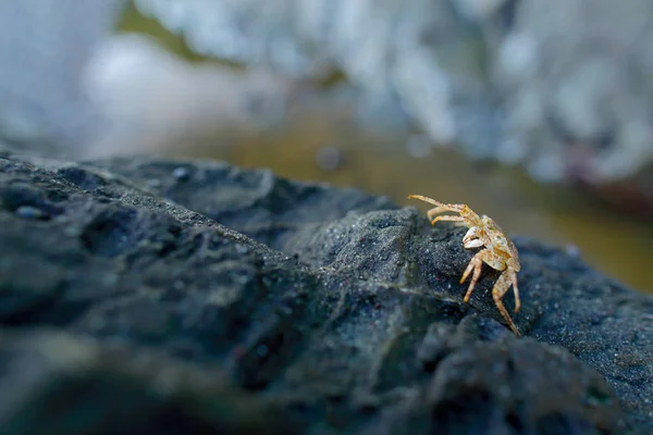 Crab Nature Habitat Black Rock Sea Coast Manuel Antonio National — Stock Photo, Image