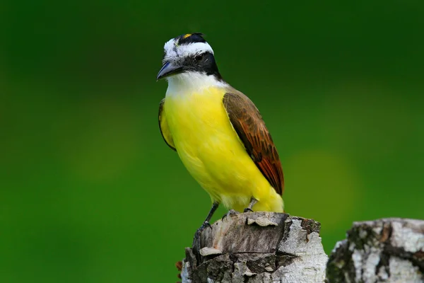 Gelbe Vogel Aus Costa Rica Große Kiskadee Pitangus Sulphuratus Braune — Stockfoto