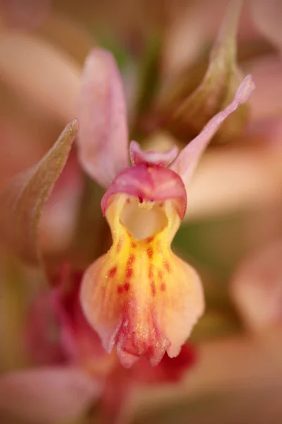 Orchidea Rara Ibrida Natura Dettaglio Fioritura Fiore Bella Pianta Ceco — Foto Stock