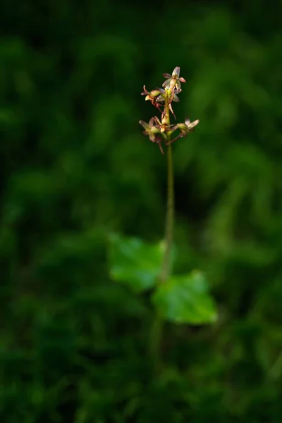 Listera Cordata Mindre Twayblade Röd Blommande Europeiska Terrestra Wild Orchid — Stockfoto