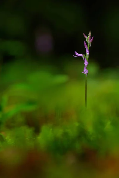 Hoodshaped Orchid Pink Flower Nature Forest Habitat Flowering European Terrestrial — Stock Photo, Image
