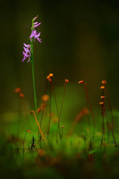 Kapuzenförmige Orchidee Rosa Blume Natürlichen Lebensraum Wald Blühende Europäische Terrestrische — Stockfoto