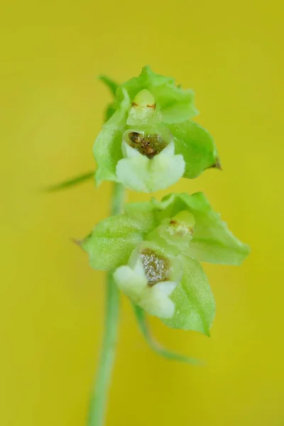 Epipactis Pontica Pontic Helleborine Detail Oechid Bloom Wild Orchid Nature — Stock Photo, Image