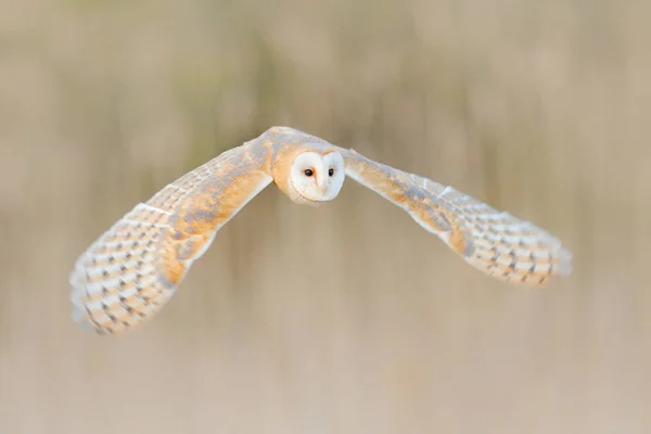 Barn Owl Tyto Alba Survolez Herbe Blanche Matin Faune Scène — Photo