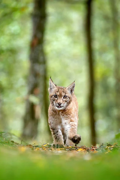 Joven Lynx Bosque Verde Escena Vida Salvaje Naturaleza Lince Andando —  Fotos de Stock