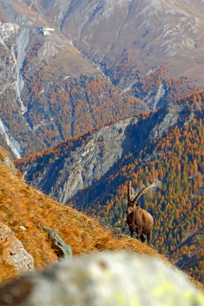 Alpine Ibex Capra Ibex Com Larício Outono Laranja Fundo Colina — Fotografia de Stock