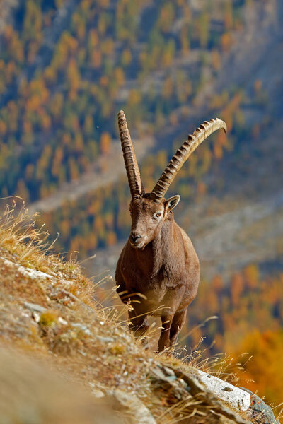 Фелине Ибекс, Capra ibex, с осенней апельсиновой лиственницей на холмистом фоне, Национальный парк Гран Парадизо, Италия. Открытый пейзаж дикой природы с красивым животным. Горное млекопитающее в альпийской среде обитания
