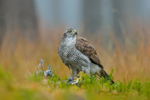 Rovfågel Duvhök Med Dödade Eurasiska Skata Gräset Gröna Skogen Wildlife — Stockfoto