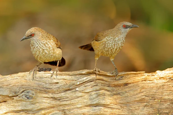 Arrow-marked Babbler, Turdoides jardineii, detail of exotic grey African bird with red eye in the nature habitat, Botswana, Africa. Pair of bird with red eyes, sitting on the tree trunk. Africa.