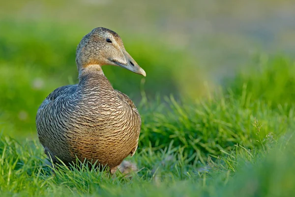 Eider Somateria Mollissima Hidden Green Grass Portrait Bird Nature Habitat — Stock Photo, Image