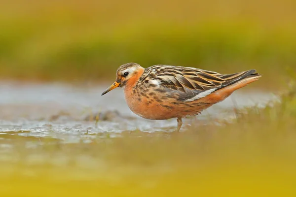 Gri Phalarope Phalaropus Fulicarius Turuncu Kahverengi Kuşu Çim Doğa Yaşam — Stok fotoğraf