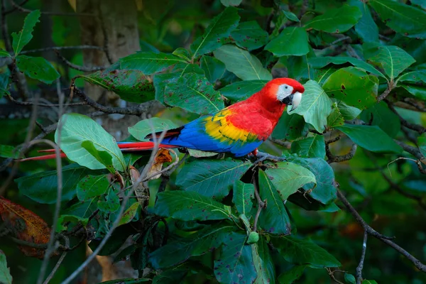 Papagaio Vermelho Scarlet Macaw Ara Macau Pássaro Sentado Ramo Com — Fotografia de Stock