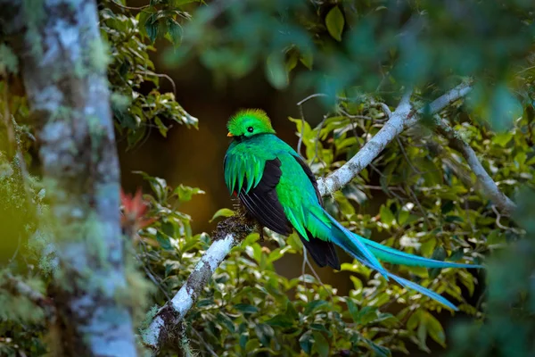 Resplandecente Quetzal Tapanti Costa Rica Com Floresta Verde Fundo Magnífico — Fotografia de Stock