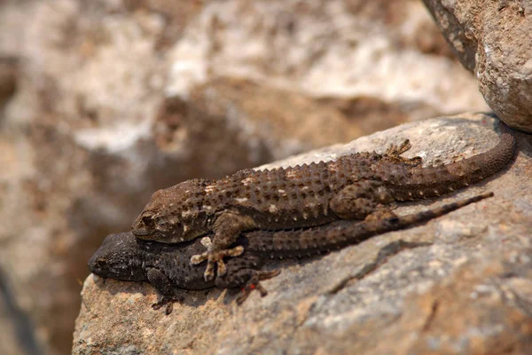 Tarentola Mauritanica Moorish Wall Gecko Lizard Gargano Italy Male Female Stock Image