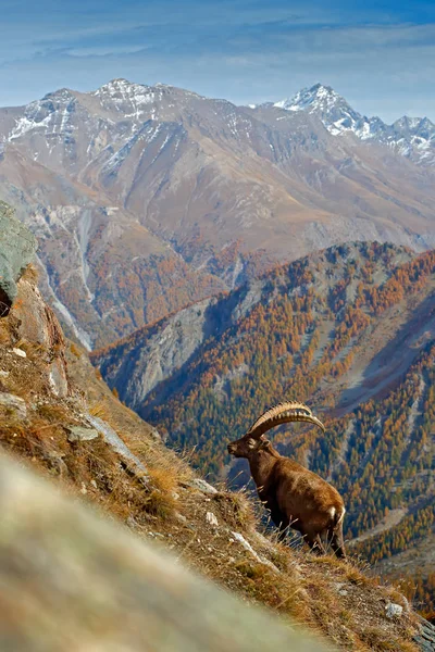 Alpine Ibex, Capra ibex, with autumn orange larch tree in hill background, National Park Gran Paradiso, Italy. Autumn landscape wildlife scene with beautiful animal. Mountain mammal in the Alp habitat — Stock Image Alpine Ibex Capra Ibex Autumn Orange Larch Tree Hill Background Stock Picture