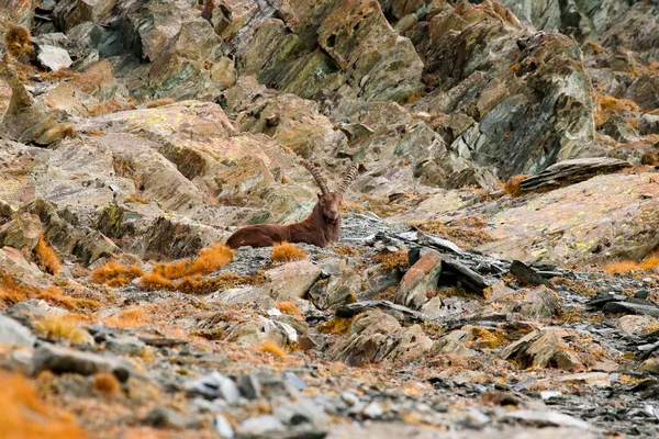Alpine Ibex, Capra ibex, with autumn orange larch tree in hill background, National Park Gran Paradiso, Italy. Autumn landscape wildlife scene with beautiful animal. Mountain mammal in the Alp habitat. — Stock Image Alpine Ibex Capra Ibex Autumn Orange Larch Tree Hill Background Royalty Free Stock Images