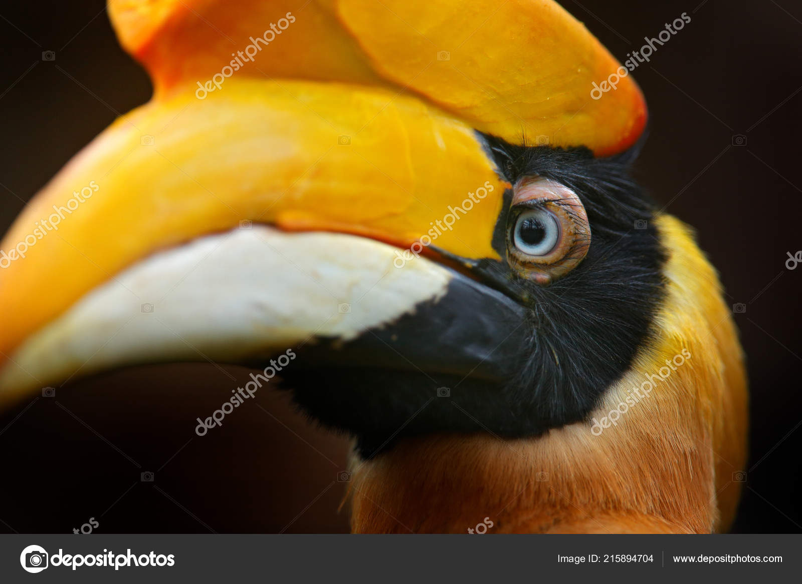 Close Yellow Bill Portrait Rare Exotic Bird Sulawesi