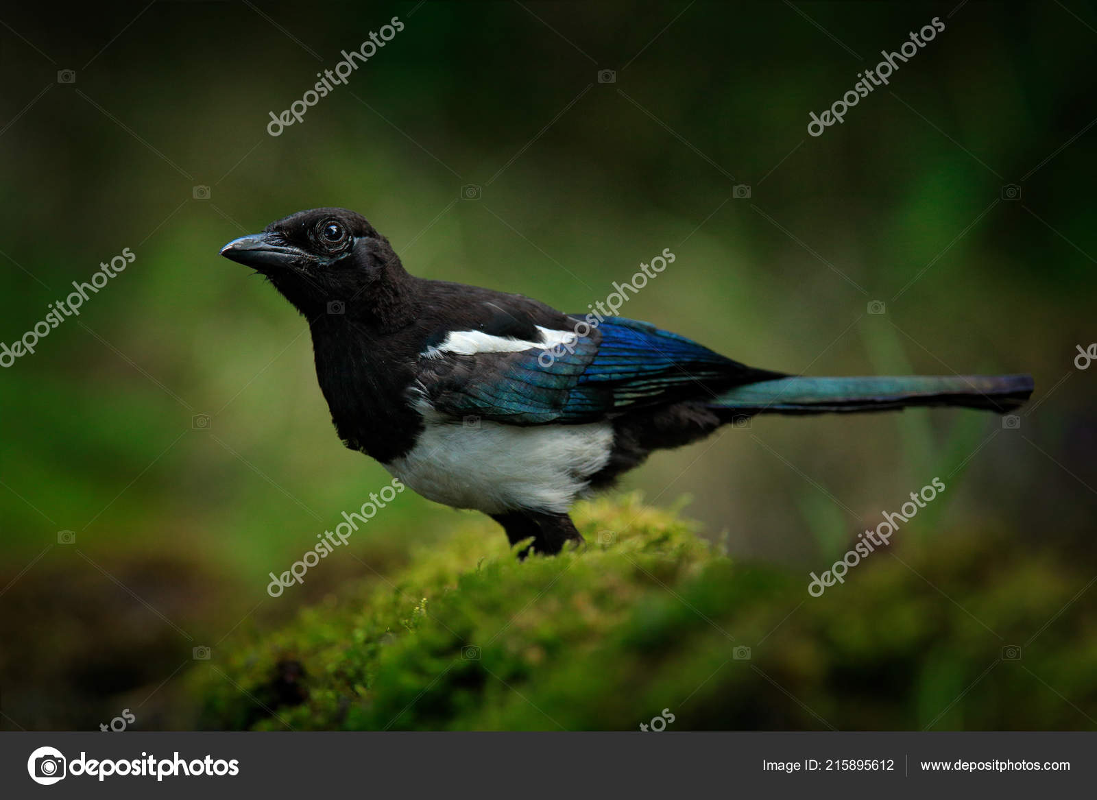 Oiseau Pie Noir Blanc Avec Une Longue Queue Habitat