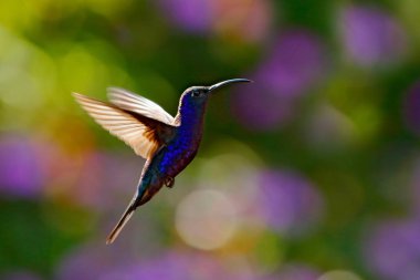 Big blue hummingbird Violet Sabrewing flying in forest nature on background clipart