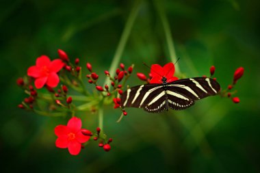 Güzel kelebek Zebra Longwing tropik orman kırmızı çiçek çiçek ile