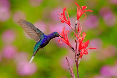 Büyük mavi sinek kuşu Violet Sabrewing uçan yanında arka planda açık yeşil orman doğa ile güzel kırmızı çiçek.