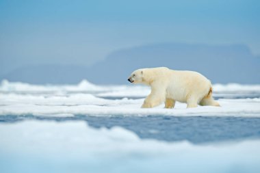 Büyük kutup ayısı Arktik buz, Svalbard, Norveç tarafından yürüyüş.